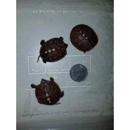 Baby Eastern Box Turtle Care